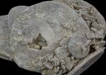Fossil Sand Dollar (Dendraster) Cluster - California #34352-1